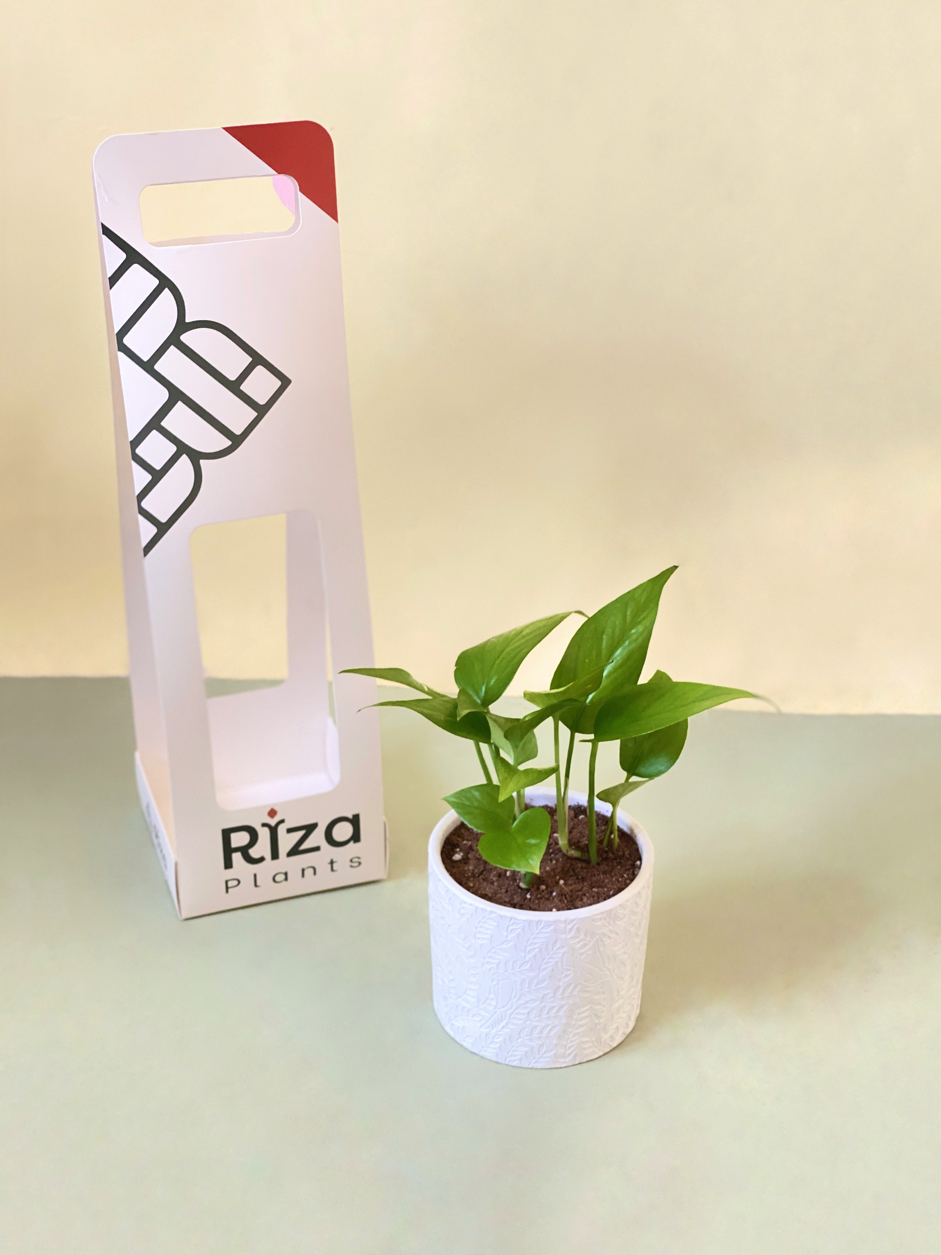 نبتة البوتس بحوض سراميك ابيض مع هولدر (كبير)