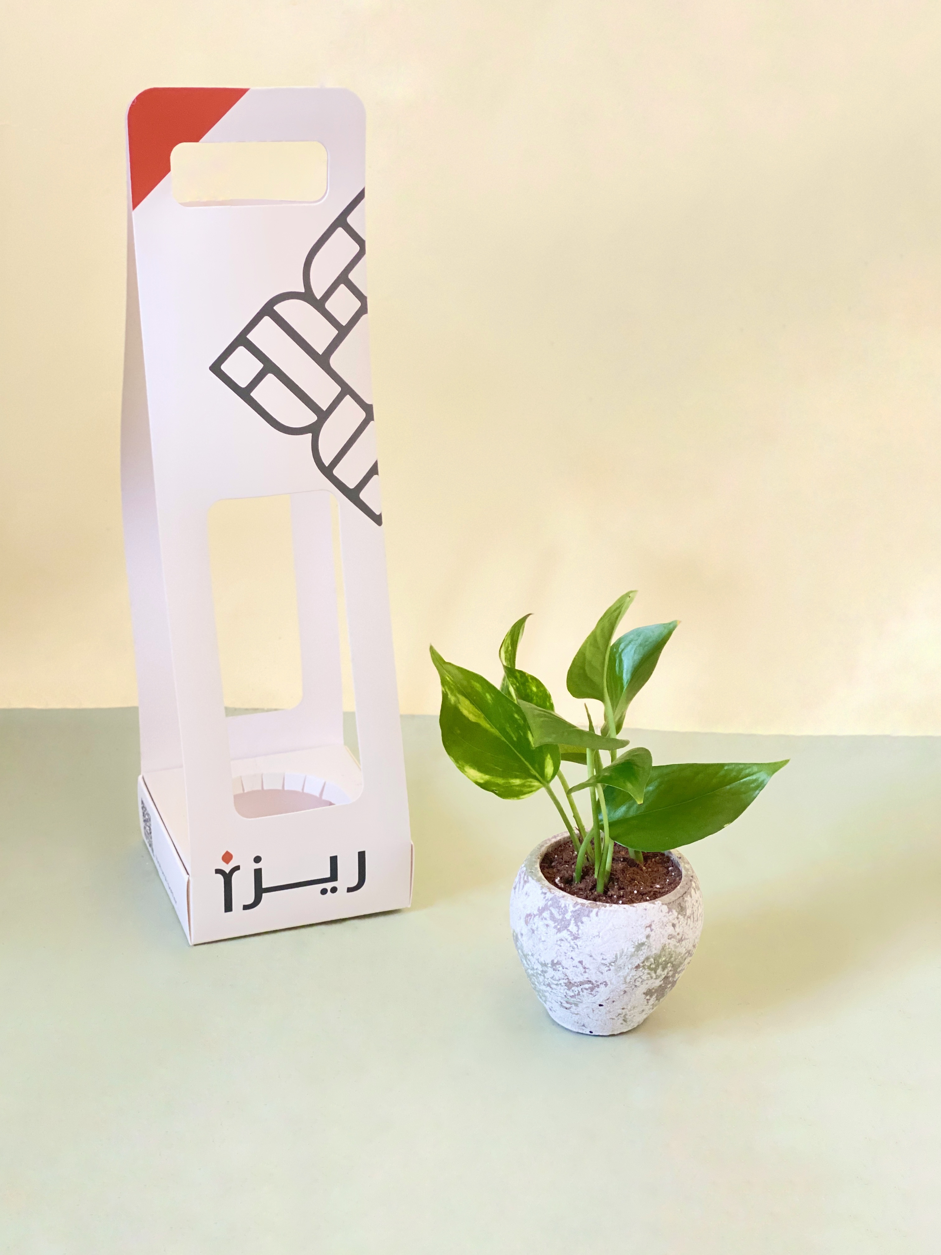 نبتة البوتس بحوض أسمنتي صغير مع هولدر ( كبير )