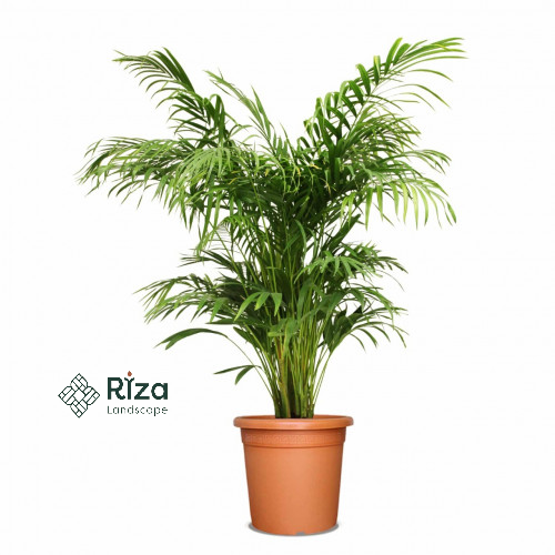 اريكا صغير70 سم