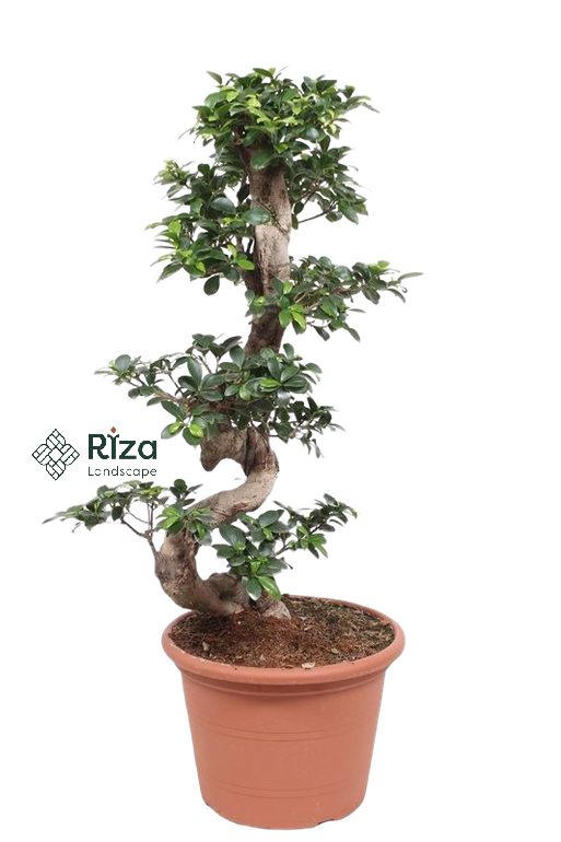 بونساي 1 متر